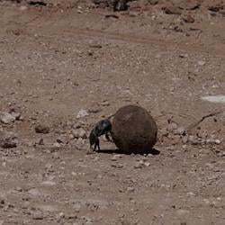 Sisyphean Beetle