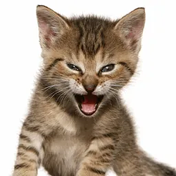 The Roaring Kitty