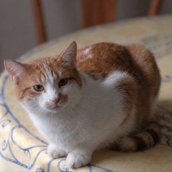 Tibanne Thecat
