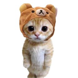 CATWIFHAT