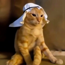 arab cat