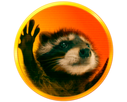 Pedro the Raccoon