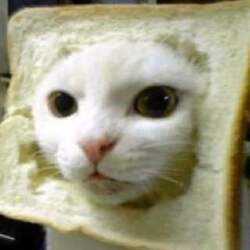 INBRED CAT