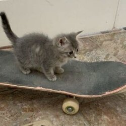 Skateboard Cat