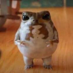 No1 tiktok frog (Omo...