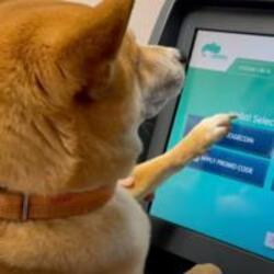First Dog to Buy Cry...