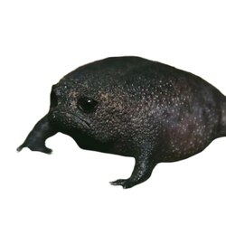 No.1 Tiktok Black Frog
