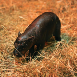 New Born Haggis Pygm...