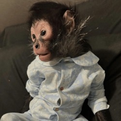 MONKEY TAKEN BY POLI...