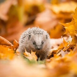 HEDGY the hedgehog