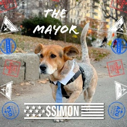 Simon for NYC Dog Ma...
