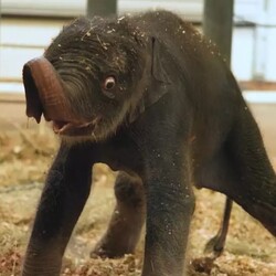 New Baby Elephant Ho...