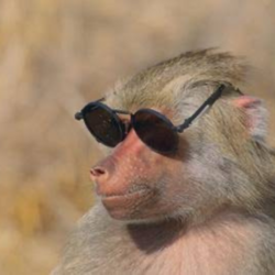 MOST ELEGANT MONKEY ...