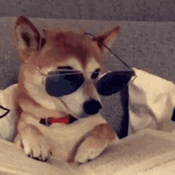 dogwithSHDZ 