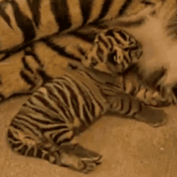 Disney Sumatran Tige...