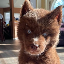 Red Siberian Husky 