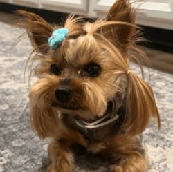 Dog Stolen From Tesl...