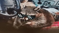 Crackcoon