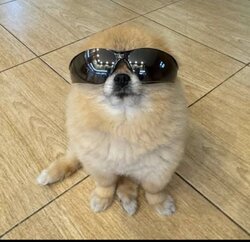 Kori The Pom
