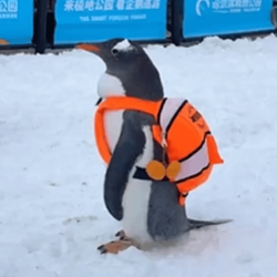 penguin wif backpack...