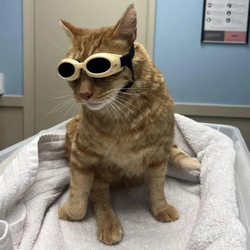 gus