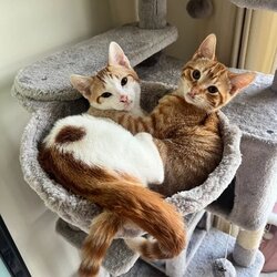 Peach and Pablo